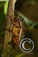 Great Water Diving Beetle